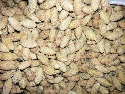 大量供应青枣种子 质量无忧 青枣种子批发