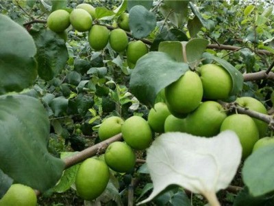 广西金蜜枣种植基地 金蜜枣报价 南宁蜜枣种植技术