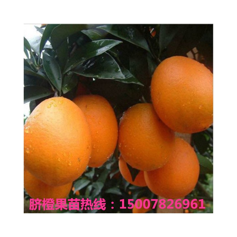 脐橙种苗 优良脐橙苗木供应 技术指导 根须发达