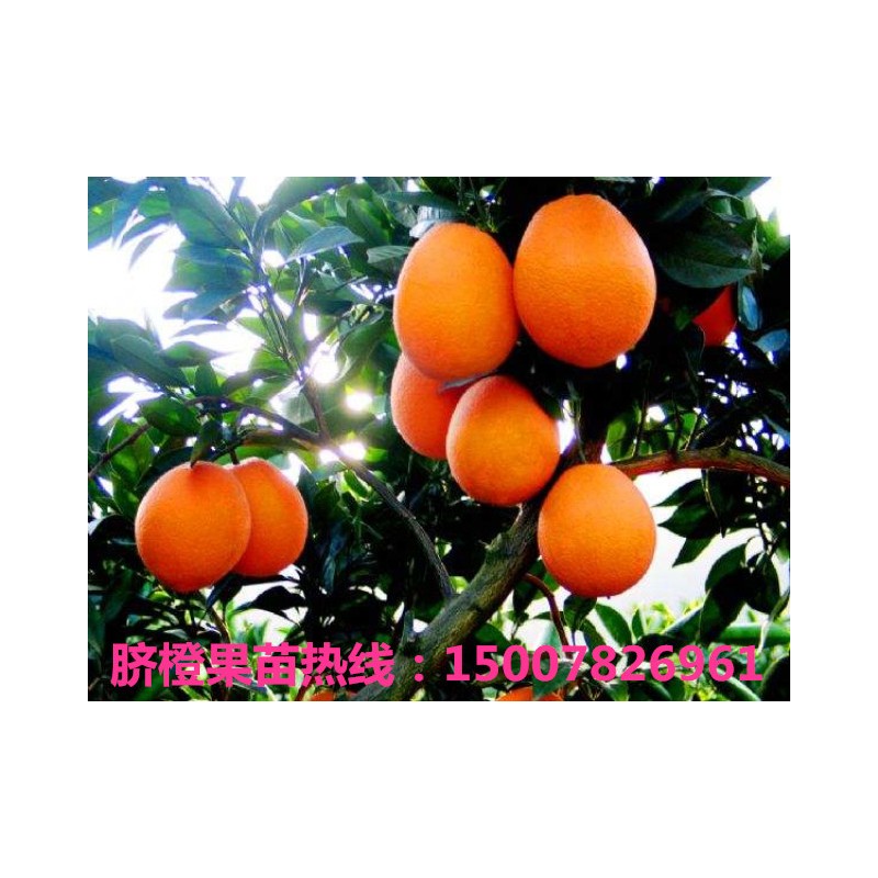 脐橙枝条 优质脐橙果苗甩卖 成活率高 技术指导