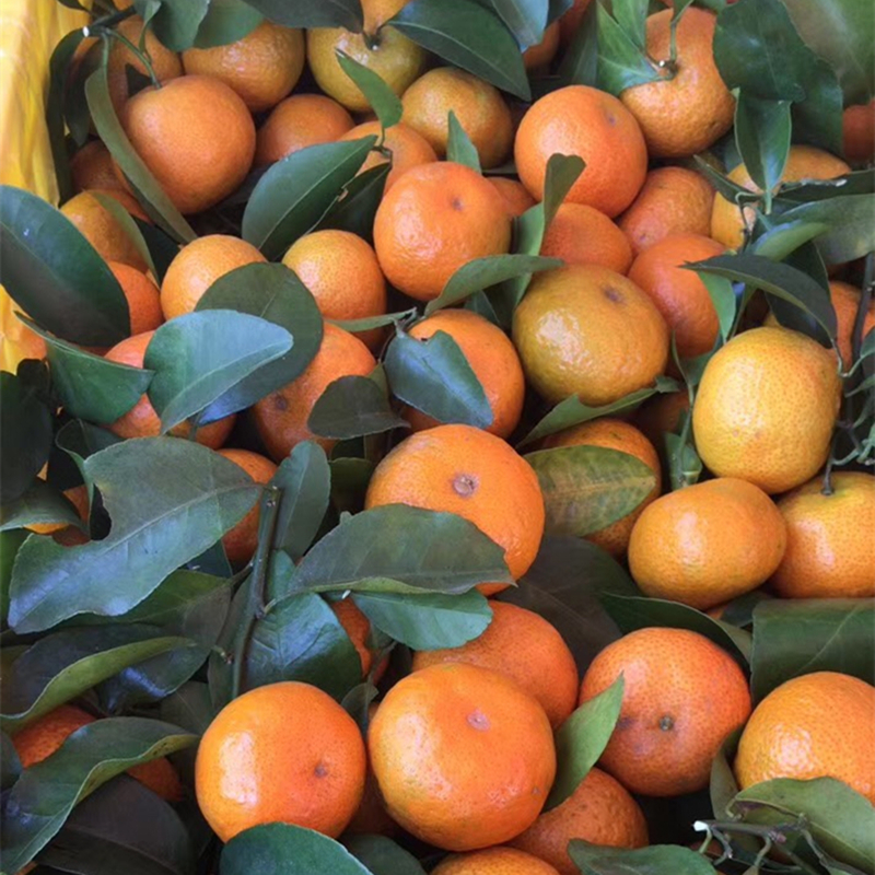 广西砂糖橘种植基地 大量上市 果品大小均匀 甜度好