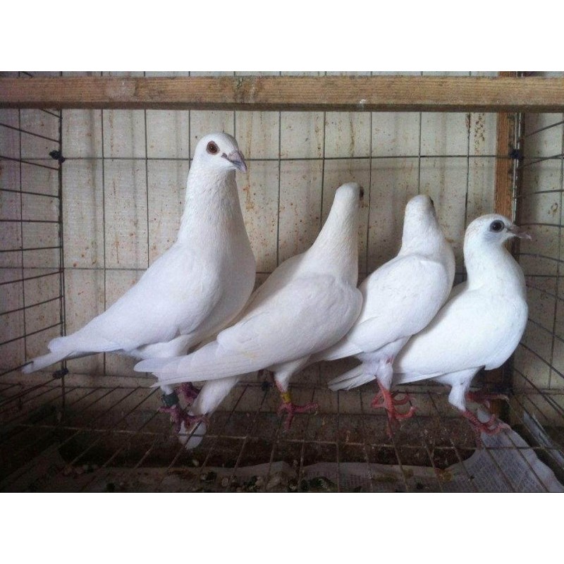 肉鸽养殖场 厂家批发白羽王鸽子价格 优质鸽子