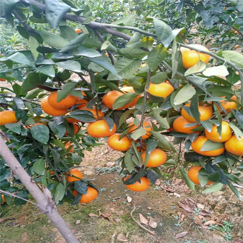 广西沃柑批发 薄橘子新鲜沃柑 桂林沃柑种植基地