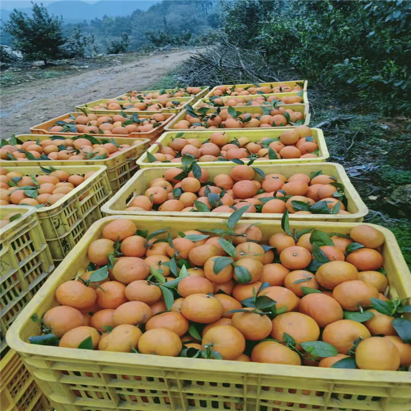 果园直销新鲜沃柑 柑橘果园种植基地 采摘现发鲜橘子