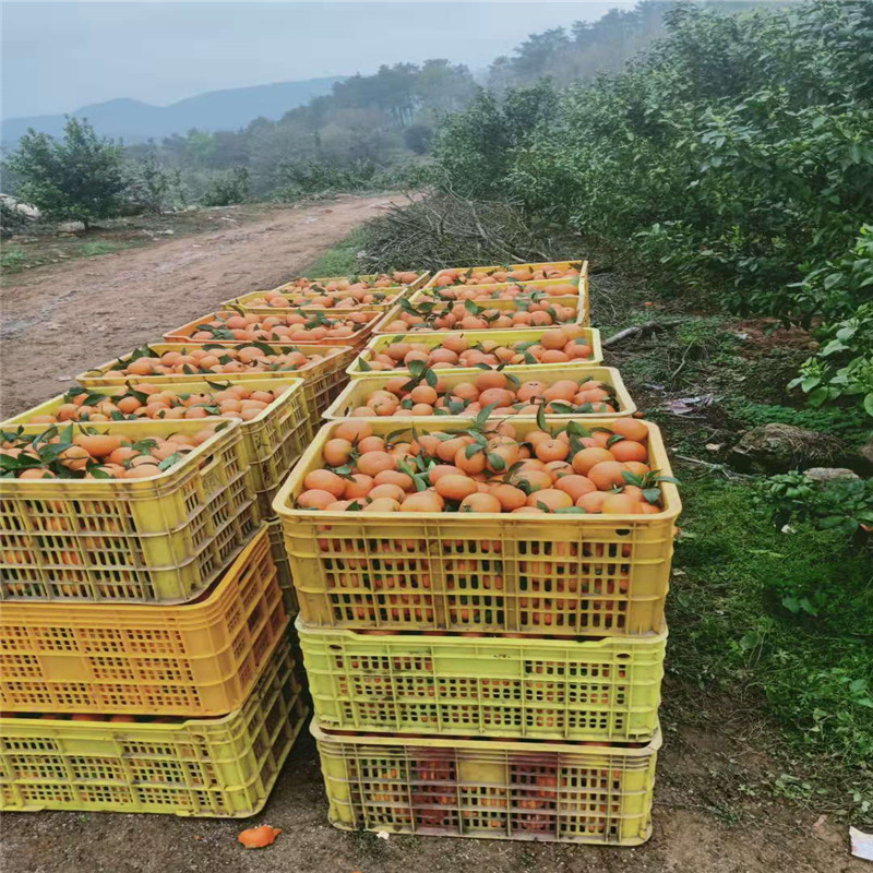 广西果园供应大量沃柑水果 沃柑厂家直销价格 绿色环保沃柑批发