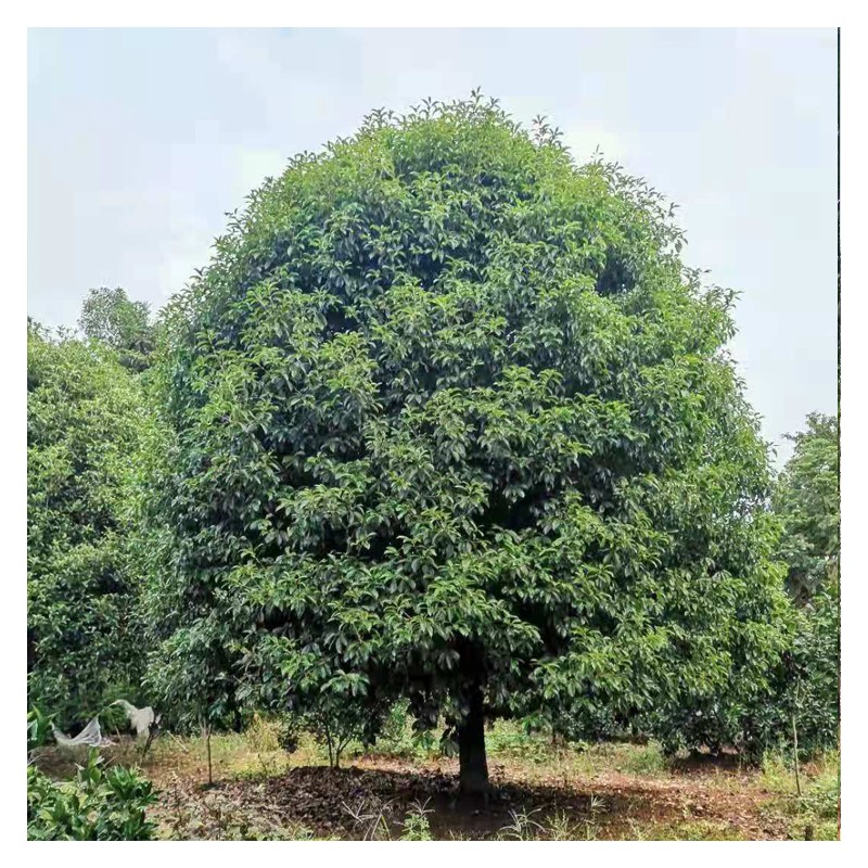 广西20-25公分桂花树批发 精品景观桂花树 提供种植技术指导 真诚苗木