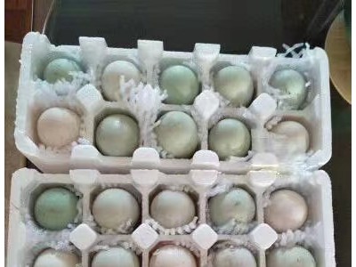 北部湾北海鲜海鸭蛋初产蛋单枚50-62克 北海鲜鸭蛋销售厂家