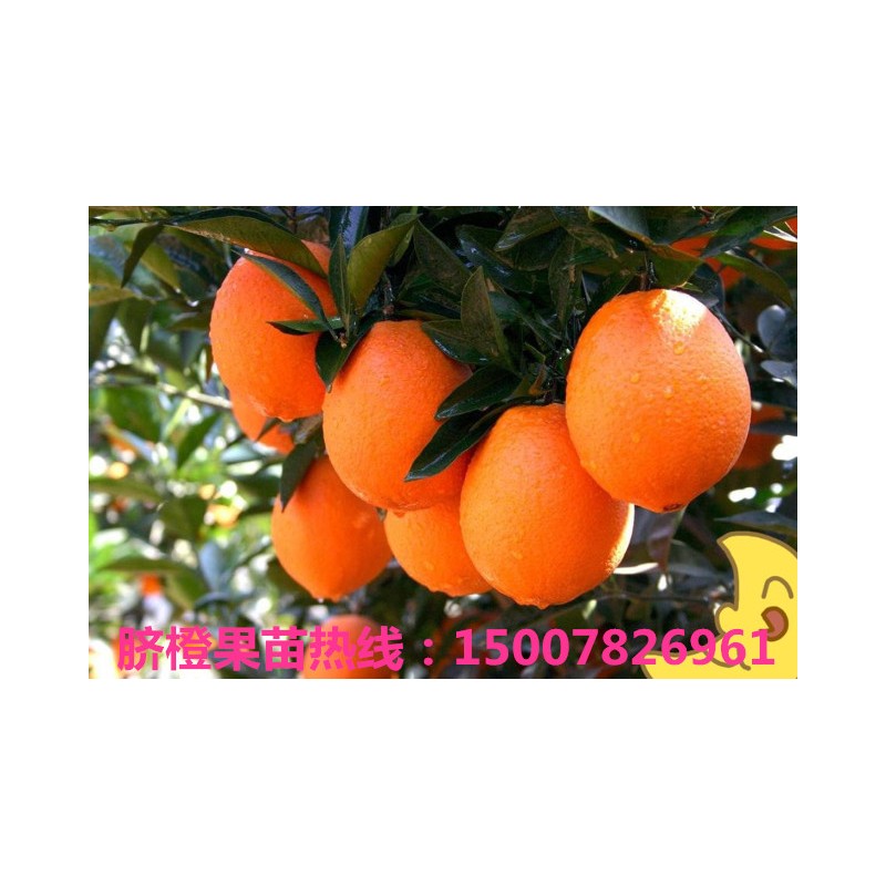 脐橙幼苗 无菌脐橙苗木出售 技术指导 粗壮健康