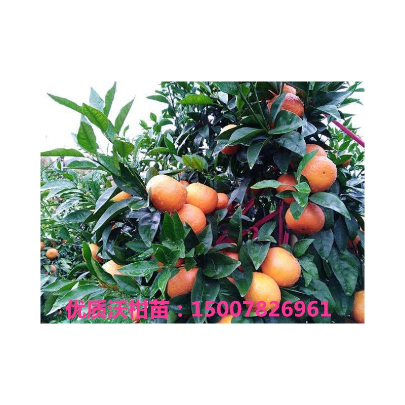 沃柑树苗 优质香橙头沃柑杯苗销售 技术指导 正规公司