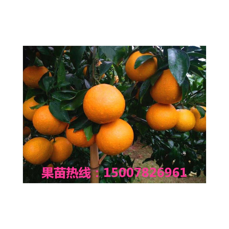 爱媛38号果冻橙果苗 健康果冻橙苗木基地 正规公司 粗壮健康