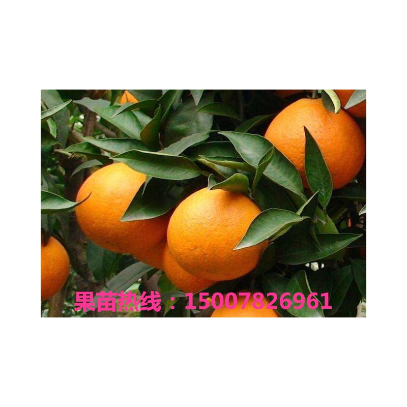爱媛38号果冻橙苗 大棚红美人种苗供应 技术指导 价格实惠