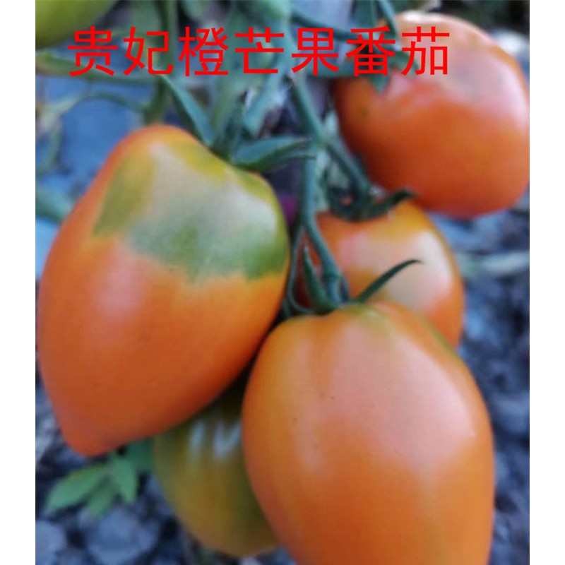 贵妃橙芒果特色番茄种子 沙瓤番茄 黄芒果番茄种子 水果番茄苗