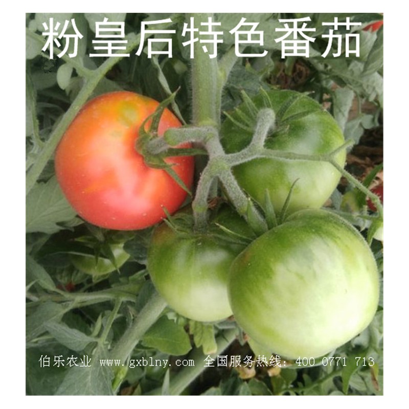 粉皇后特色口感番茄种子 毛粉番茄种子 西红柿种子批发 小番茄种子