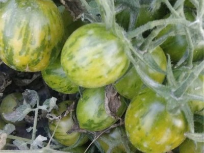 青蜜5号绿色小番茄种子 绿樱桃种子 西红柿种子批发价格 特色番茄