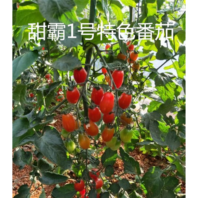 甜霸1号特色番茄种子 花生番茄种子 西红柿种子批发 水果番茄