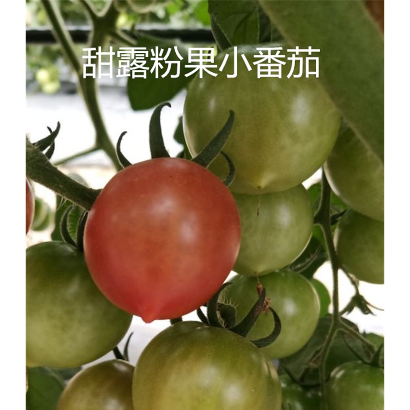 甜露粉果小番茄种子 粉樱桃番茄种子 西红柿种子批发 口感番茄