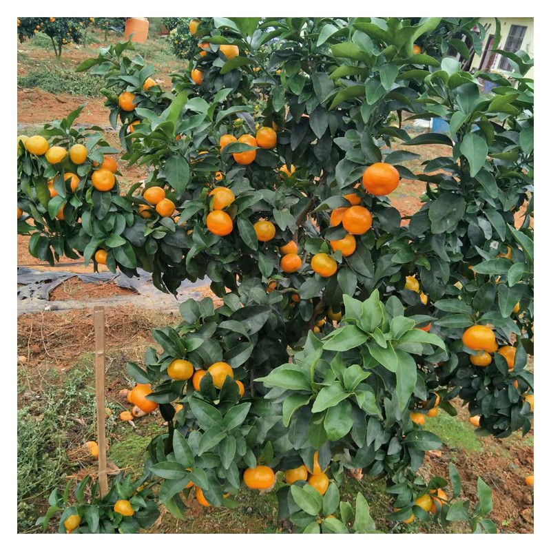 沙糖桔树苗 南方橘子苗价格 根系发达无核