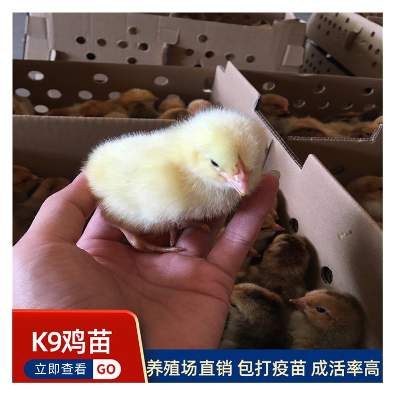 贵州K9鸡苗批发市场 农家鸡苗出售 出壳鸡苗 土鸡苗价格