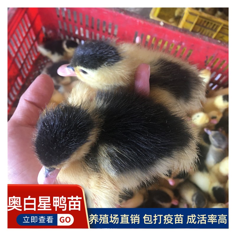 奥白星鸭苗 贵州鸭苗养殖家禽批发出壳鸭苗 现货