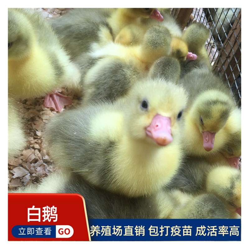 贵州鹅苗生产批发 出壳鹅苗养殖价格 本地白鹅苗发货 包成活