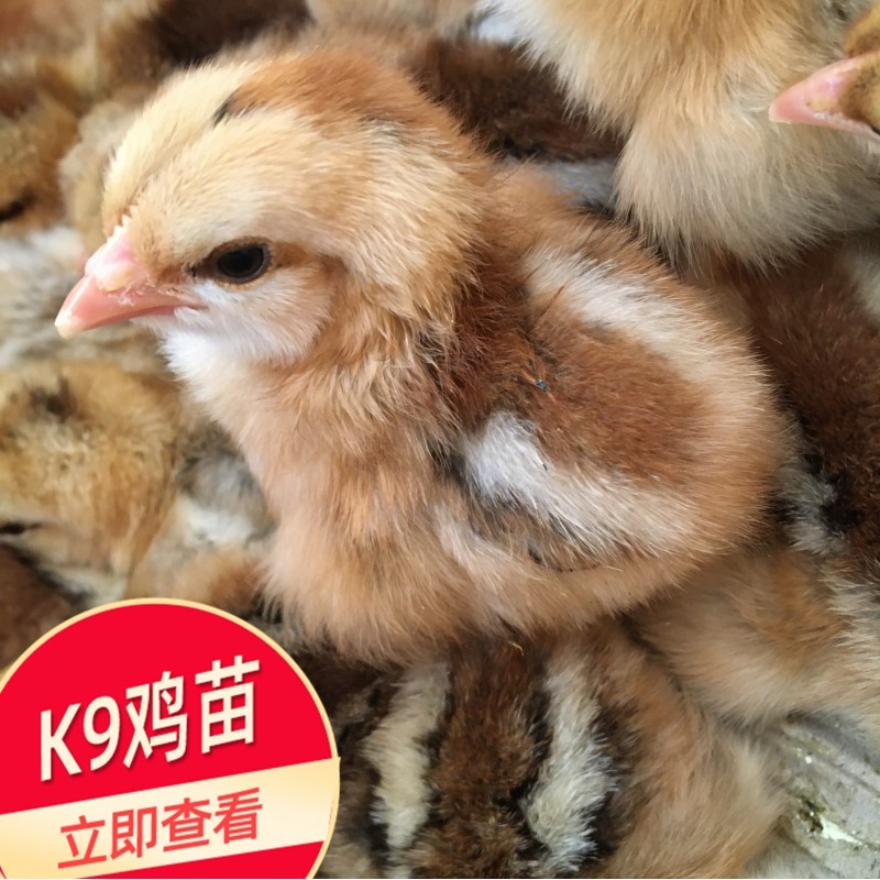 广西鸡苗批发 肉鸡苗出售 K9鸡苗价格实惠