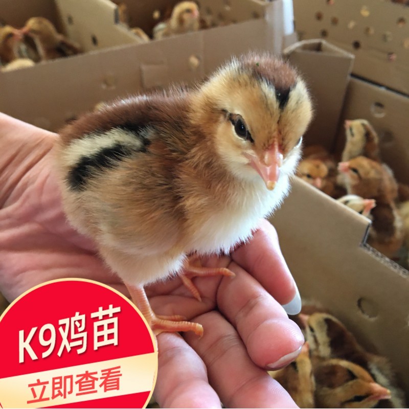 贵阳鸡苗批发出售 脱温出壳1日龄鸡苗 K9鸡苗市场供应