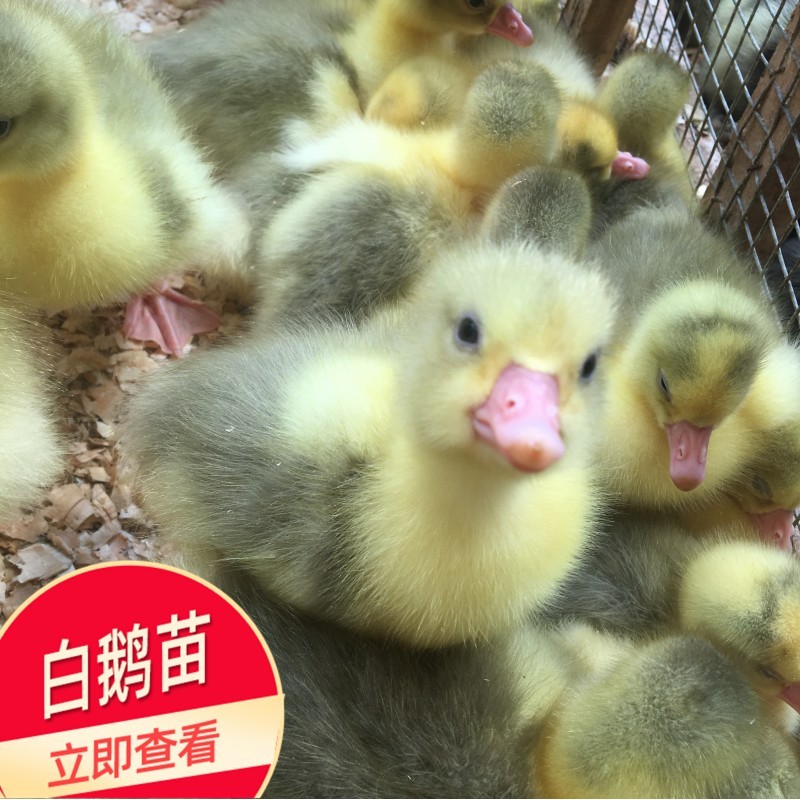 广西孵化厂批发白鹅苗 出壳鹅苗1日龄 打疫苗鹅苗