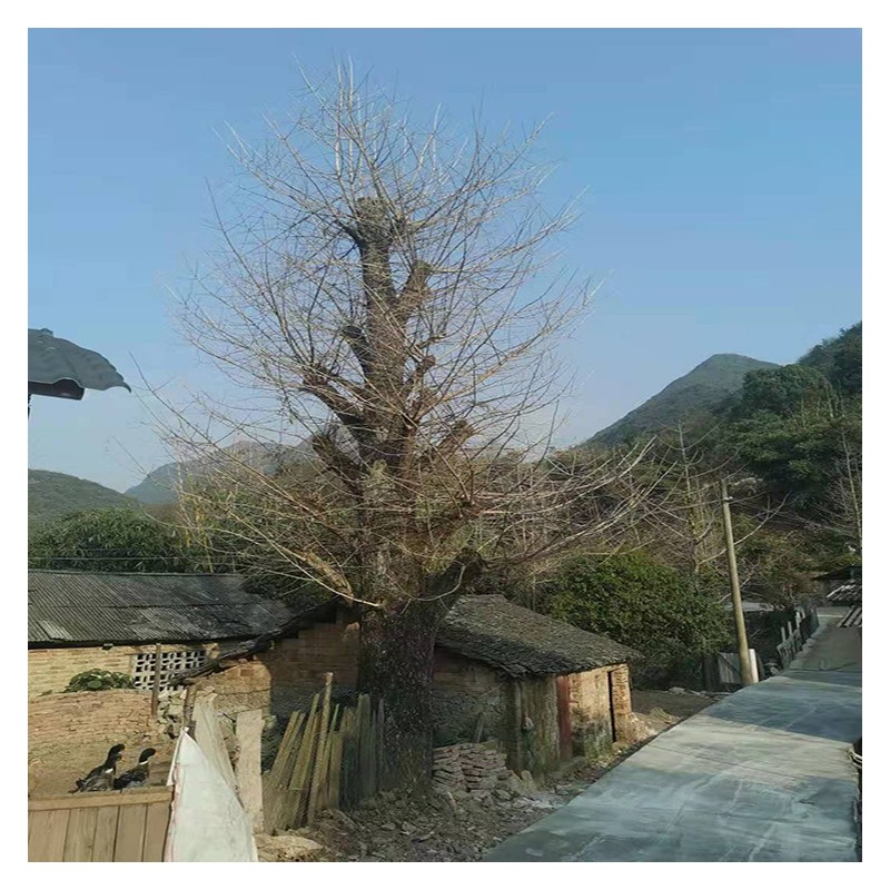 广东实生银杏树种植基地 50公分到1.2米银杏树批发价格