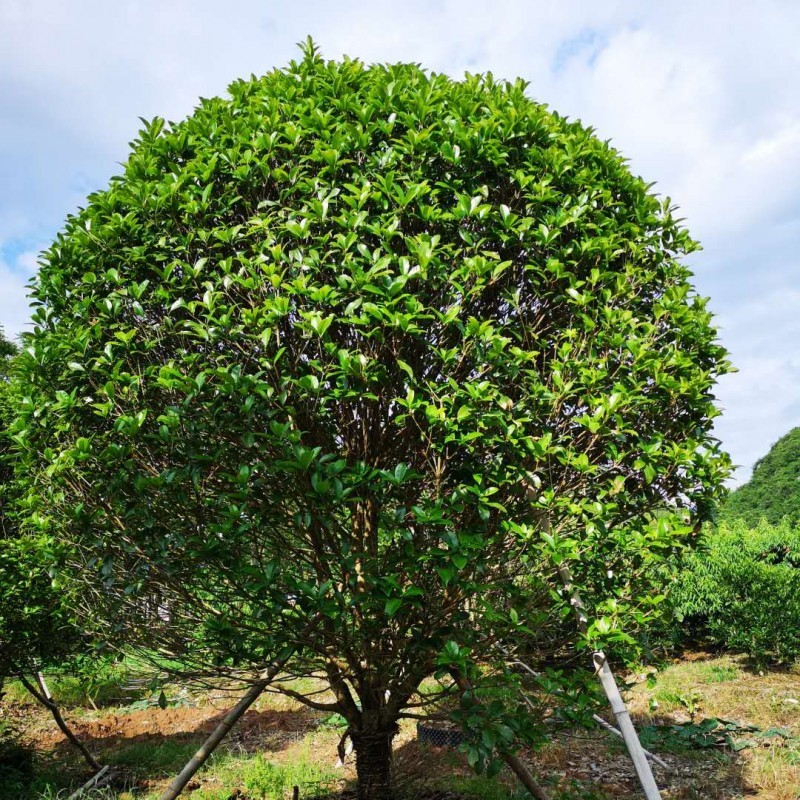 3-4米冠幅丛生桂花树种植 低分枝桂花树 绿化苗木