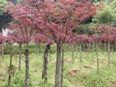 河北红枫苗现货供应价格 红枫苗生产厂家 树形优美