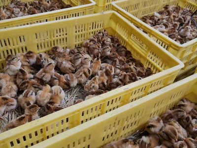 广西土鸡苗禽苗市场批发 出壳脱温鸡苗 土鸡苗价格便宜