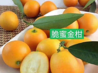 广西脆蜜金柑苗 批量供应 厂家直销 脆蜜金桔果树苗