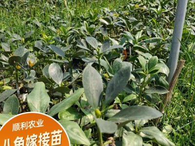 广西八角茴香苗嫁接 矮化易摘 八角苗基地种植