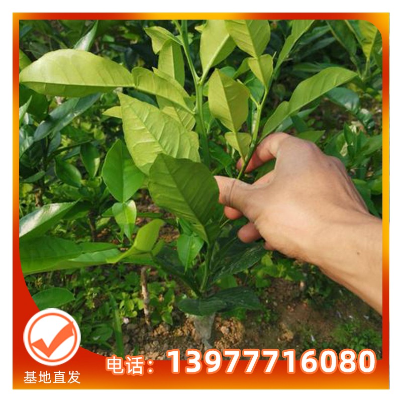 广西青柚苗批发厂家 越南优质青柚苗 带土带叶发货