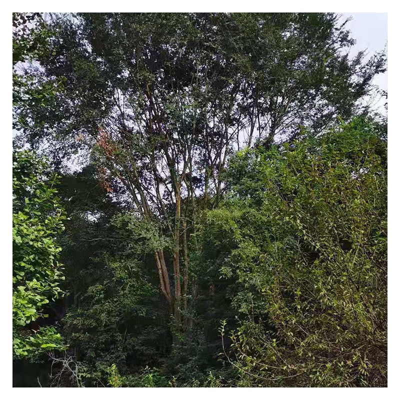 重庆榆树厂家批发 30-80公分园林绿化榆树基地直销 规格齐全
