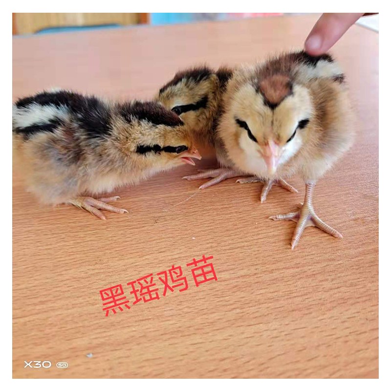 贵州红瑶鸡苗批发 优质黑瑶鸡苗厂家直销 成活率高