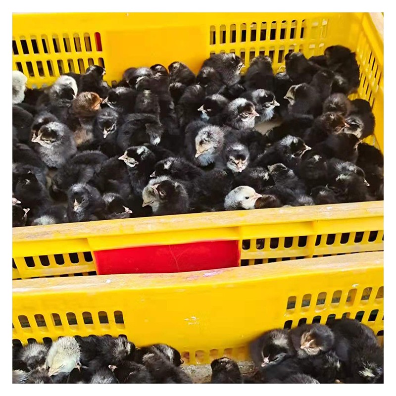 贵州黑芦花鸡苗厂家 红芦花鸡孵化场批发直销 现货供应
