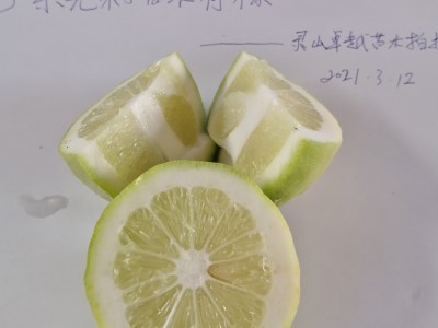 广东无籽香水柠檬苗批发出售 广东香水柠檬苗价格 容器苗