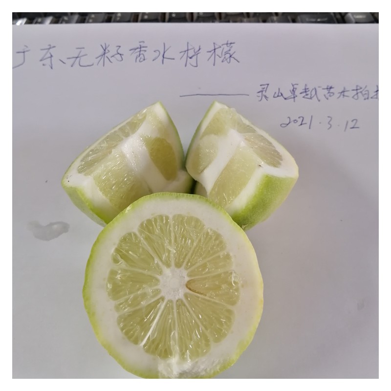 广东无籽香水柠檬苗批发出售 广东香水柠檬苗价格 容器苗