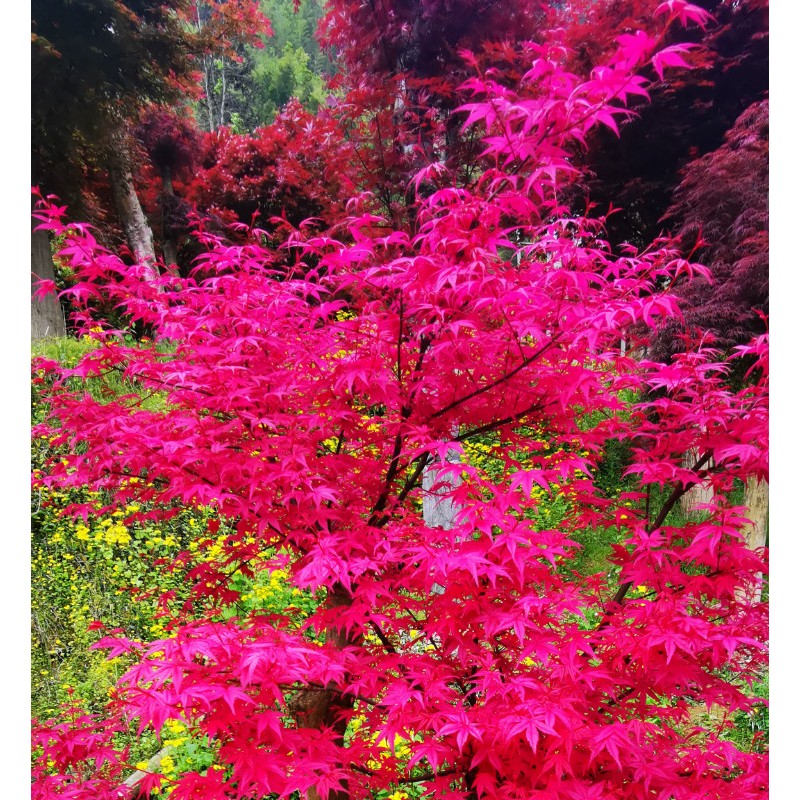 广西红枫价格 红枫种植 红枫苗木基地 优质红枫树