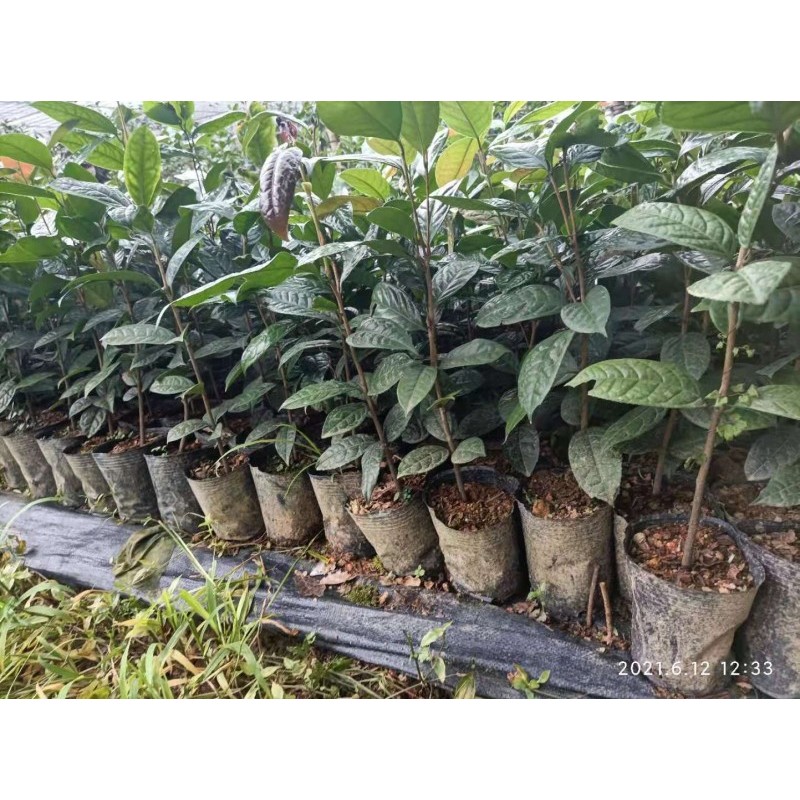 广西防城港市金花茶种植苗圃转让出售 欢迎来场地考察面议
