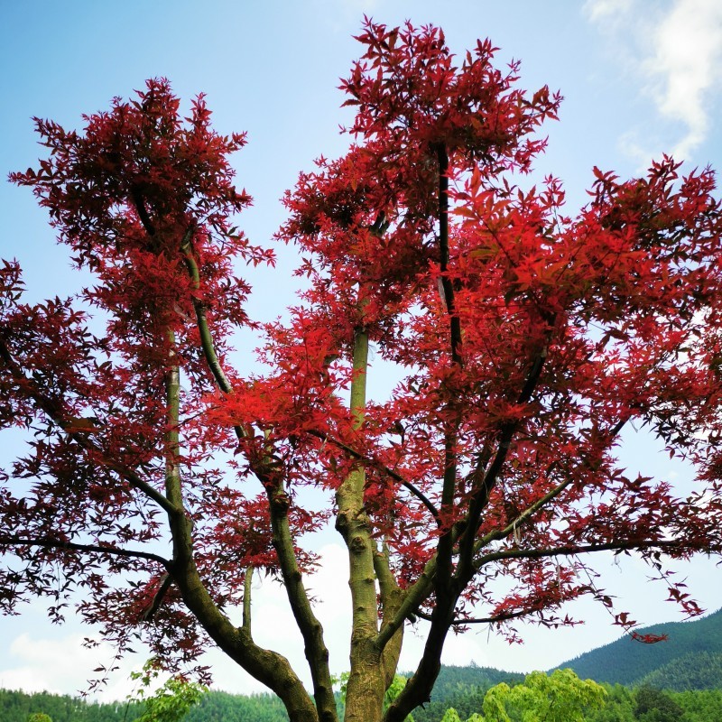 广西红小袖红枫 红小袖红枫苗木基地 优质红枫树