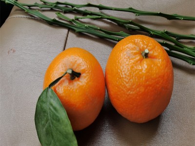 黑甘平柑橘果苗 果苗培育 柑果苗种植技术