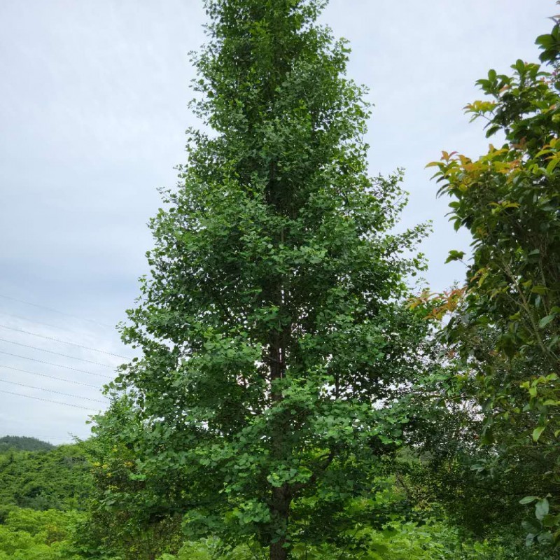 18公分景观工程园林绿化银杏树 规格齐全 基地直供