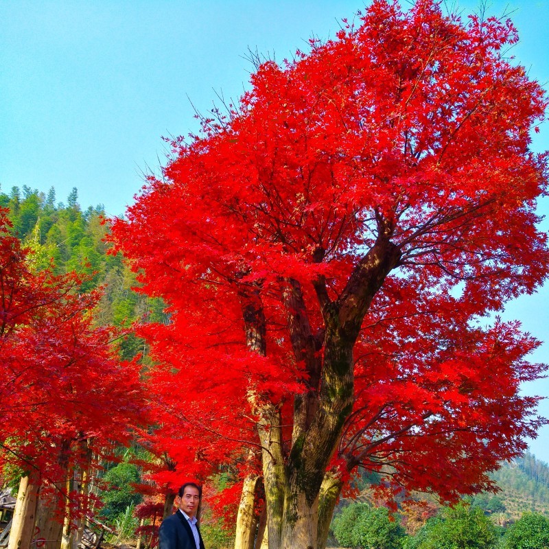 桂林欧洲红枫 骨架欧洲红枫价格 优质红枫