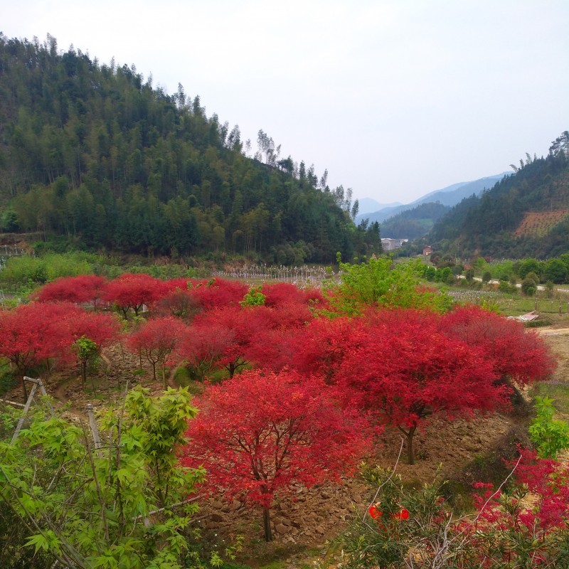 广西日本红枫 日本红枫价格 红枫种植时间 日本红枫养殖