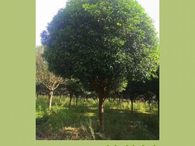 广西桂花树批发 现挖桂花树 桂花树产地  绿化树种植基地