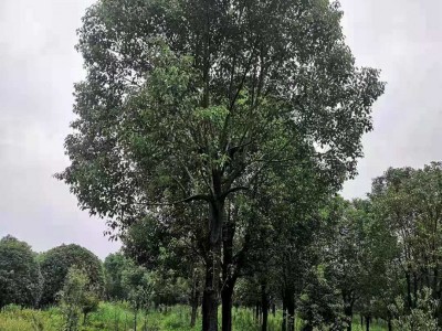桂林好的香樟树基地 香樟树批发价格 绿化树厂家