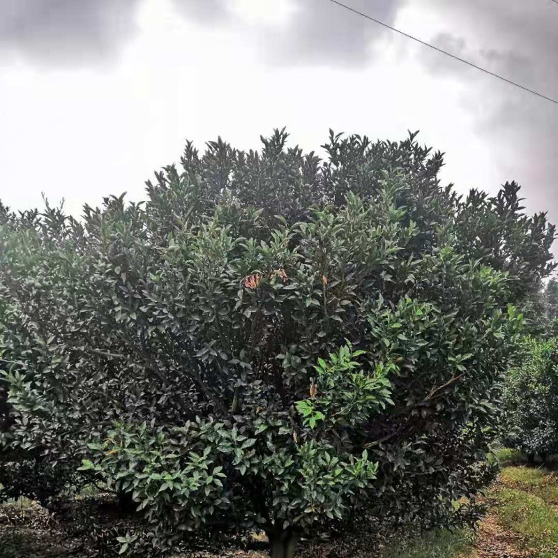 广西桂林桔子树批发价格 结果率高 大的桔子树