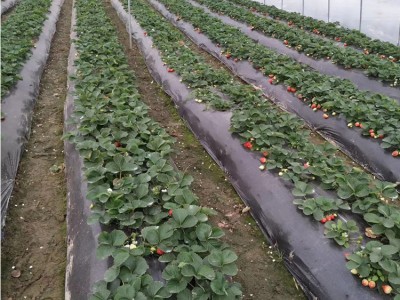 广西草莓大棚造价  农业种植 雨润专业生产大棚厂家